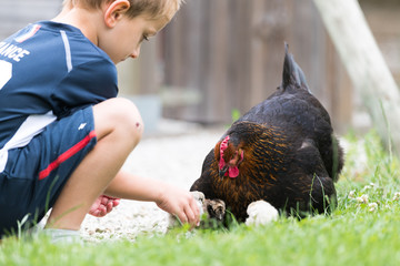 Un enfant avec une poule et ses poussins dans un jardin © Stéphane Galonnier