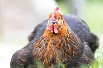 Une poule dans un jardin