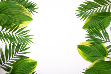 Naklejka premium Green palm leafs isolated on white background