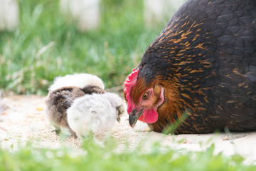 Une poule dans un jardin et ses poussins © Stéphane Galonnier