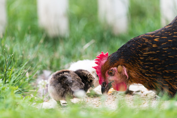 Une poule dans un jardin et ses poussins