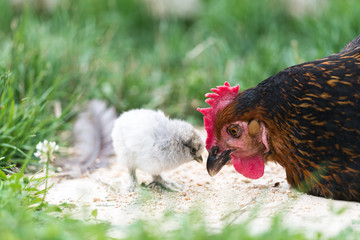 Une poule dans un jardin