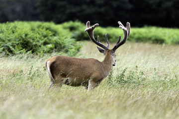 Wild male red deer in London, United Kingdom