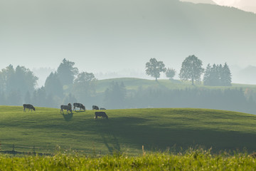 Fototapeta premium Farming landscape with cows