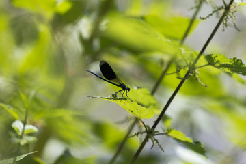 Gebänderte Prachtlibelle