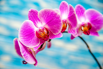 A branch of yellow orchids on a blue wooden background 