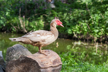 White duck sitting alone