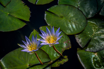 Purple and yellow Water lilies  in pond