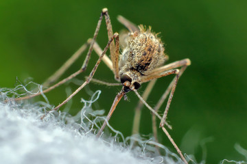 Mosquito drinks blood.