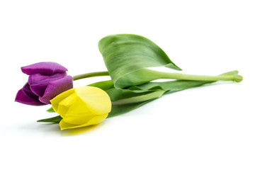 Tulpen Blumen isoliert freigestellt auf weißen Hintergrund, Freisteller