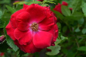 Obraz premium luxury flower red bright rose with dew drops close-up, morning tenderness, summer garden blossom