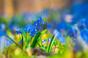 closeup blue flowers on a forest glade, natural background