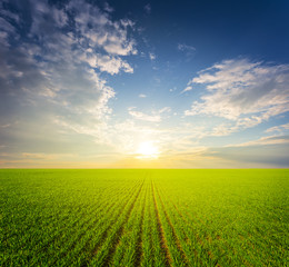 beautiful green rural fields at the sunset