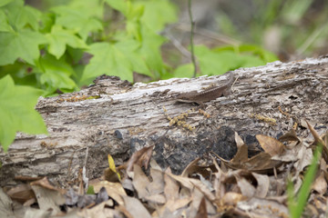 Fototapeta premium Brown Phase Green Anole