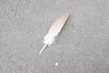 feather, white, light, fly, flight, plumage, sky, air, dove