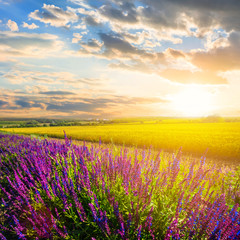beautiful summer prairie with flowers at the sunset