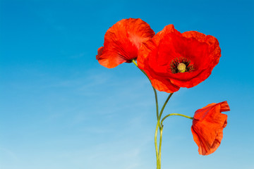 Three red flowers of poppies on a blue sky background. Papaver rhoeas. Beautiful close-up of wild corn poppy silhouettes in bloom against clear azure heaven. Sunny spring weather.