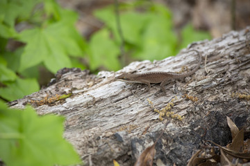 Brown Phase Green Anole