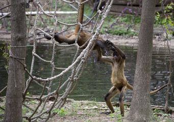 Geoffroy’s Spider Monkey