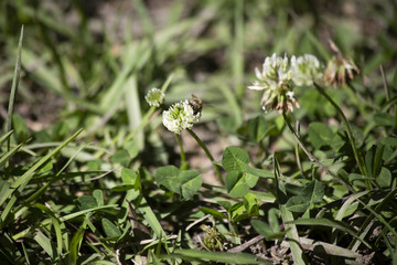 Obraz premium Honey Bee Pollinating a White Clover
