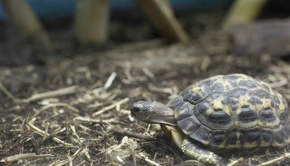 Indian-Star Tortoise