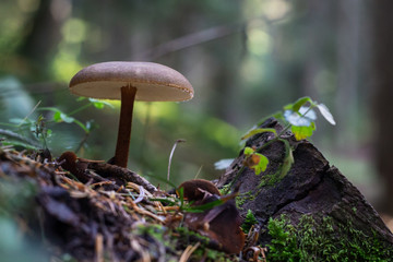 Mushroom / Mantar