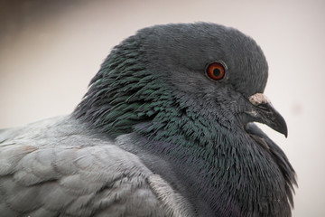 Pigeon / Güvercin