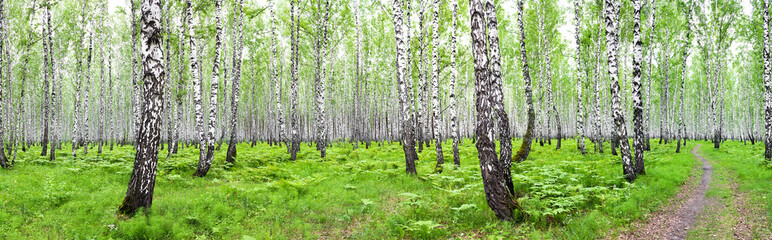 Panele Szklane Podświetlane  panorama letni krajobraz z brzozowym lasem
