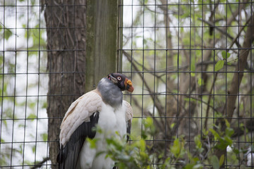 King Vulture