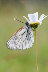 Baumweißling (Aporia crataegi)