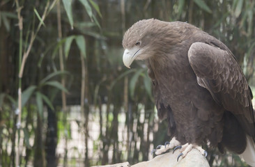 WhiteTailed Sea Eagle