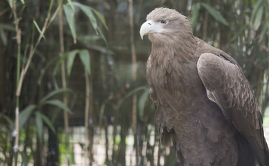 White-Tailed Sea Eagle