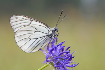Baumweißling (Aporia crataegi) © gebut