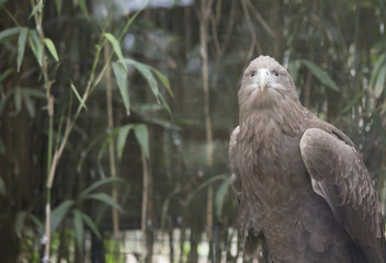 White-Tailed Sea Eagle