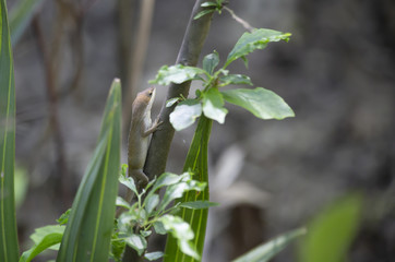 Brown Phase Green Anole