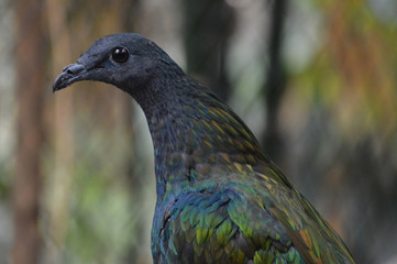 A Nicobar pigeon