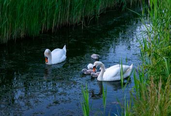 Schwanenfamilie mit Jungtieren im Teich