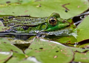 Makro von einem kleinen Wasserfrosch