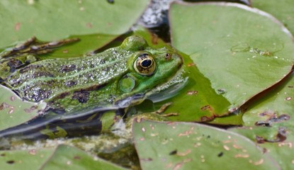 Makro von einem kleinen Wasserfrosch