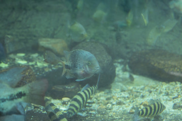 South American River Fish