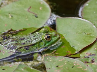 Kleiner gruener Wasserfrosch gut getarnt zwischen Seerosen Blaettern