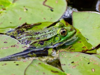 Kleiner gruener Wasserfrosch gut getarnt zwischen Seerosen Blaettern