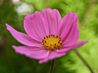 Obraz premium Makro von einer rosa Cosmosblume