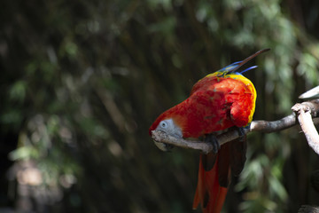 Scarlet Macaw