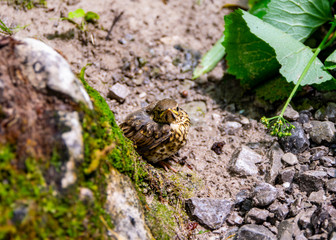 Ein Star Jungvogel sitzt auf der Erde