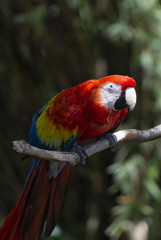 Scarlet Macaw
