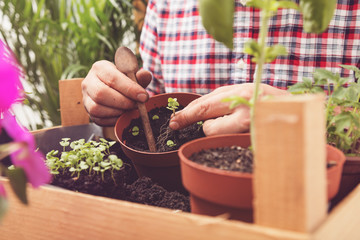 Farmer planting young seedlings of cherry tomatoes in the vegetable garden. Gardening concept.