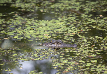 American Alligator