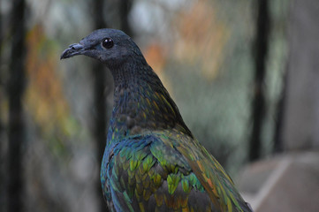 A Nicobar pigeon