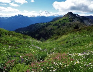 Naklejka na ściany i meble A stunning view of Mount Baker from a meadow full of blooming wildflowers in the North Cascade mountain